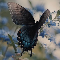 Dying with Grace