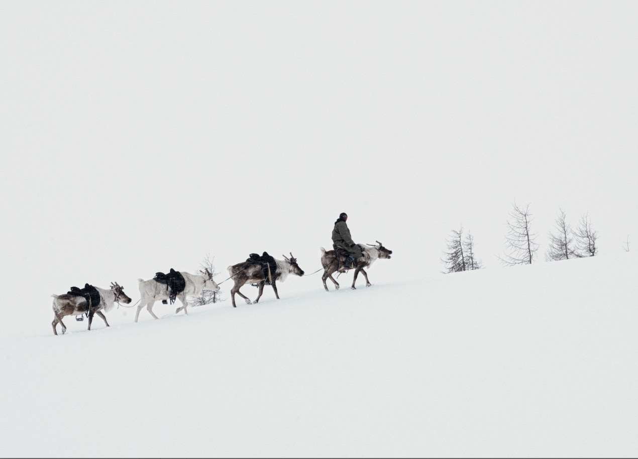 Winter Taiga Box Office
