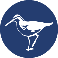 Sandpipers