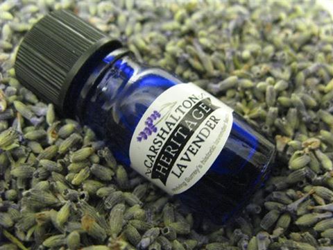 Carshalton Lavender