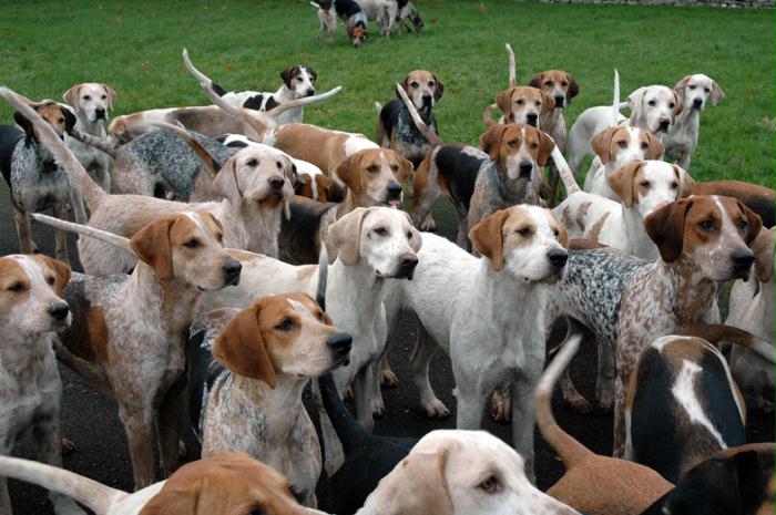 Crawley and Horsham Hunt