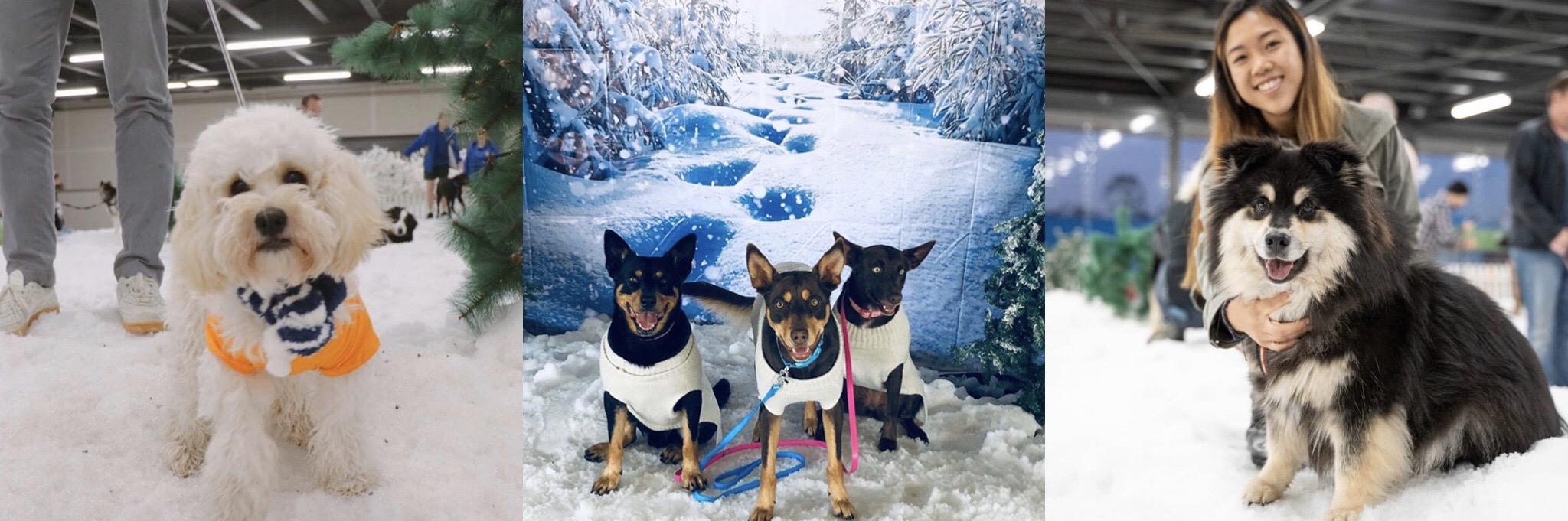 SNOW4DOGS 2024