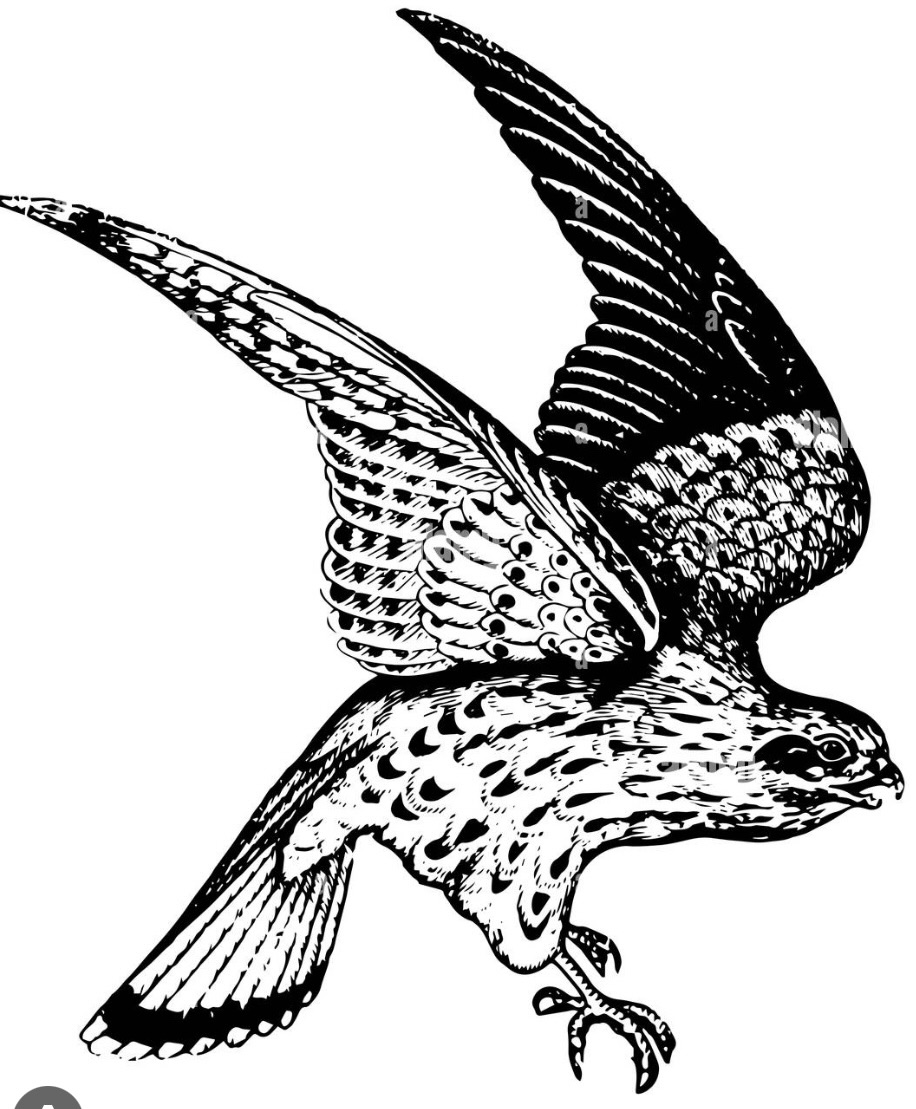 Kestrels