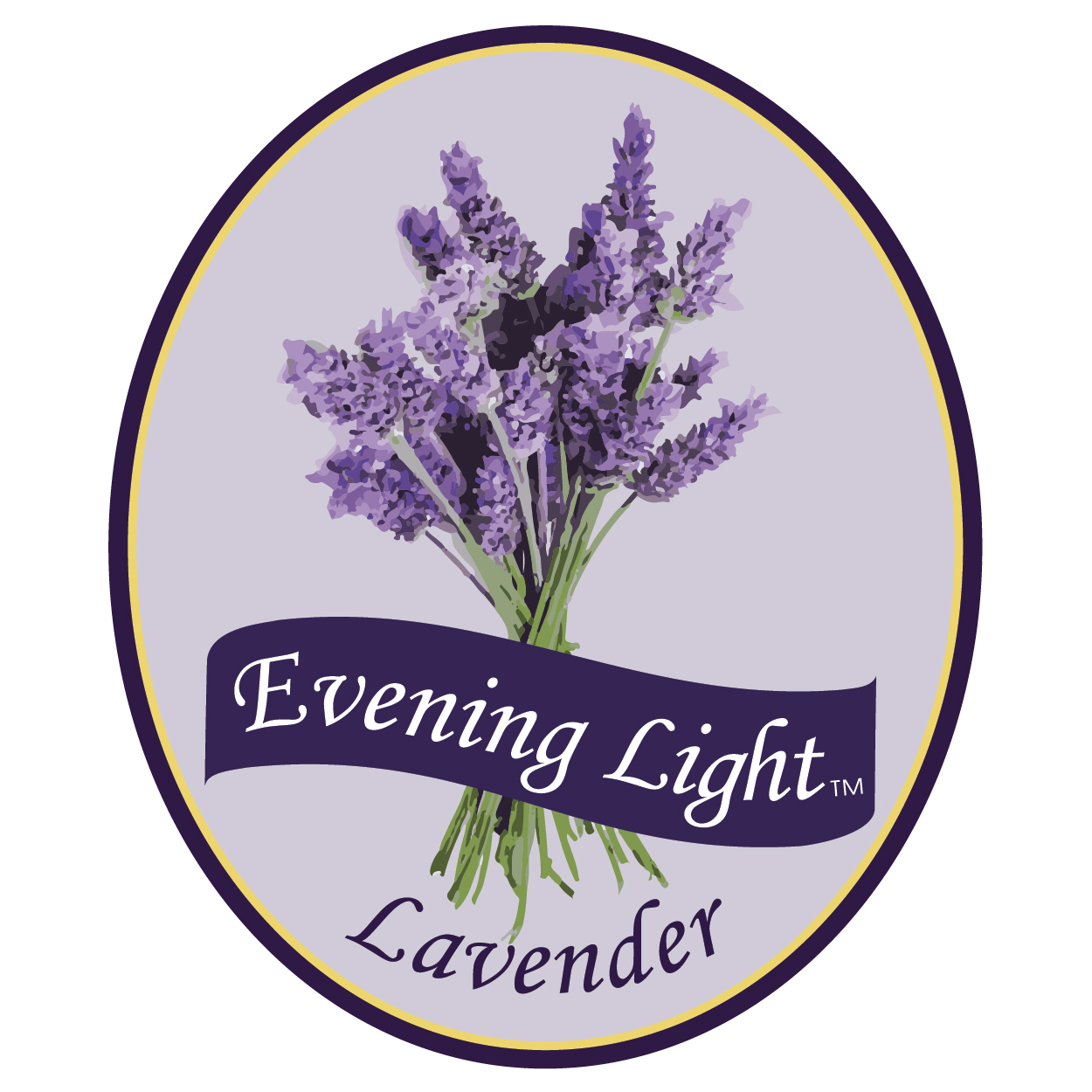 Evening Light Lavender