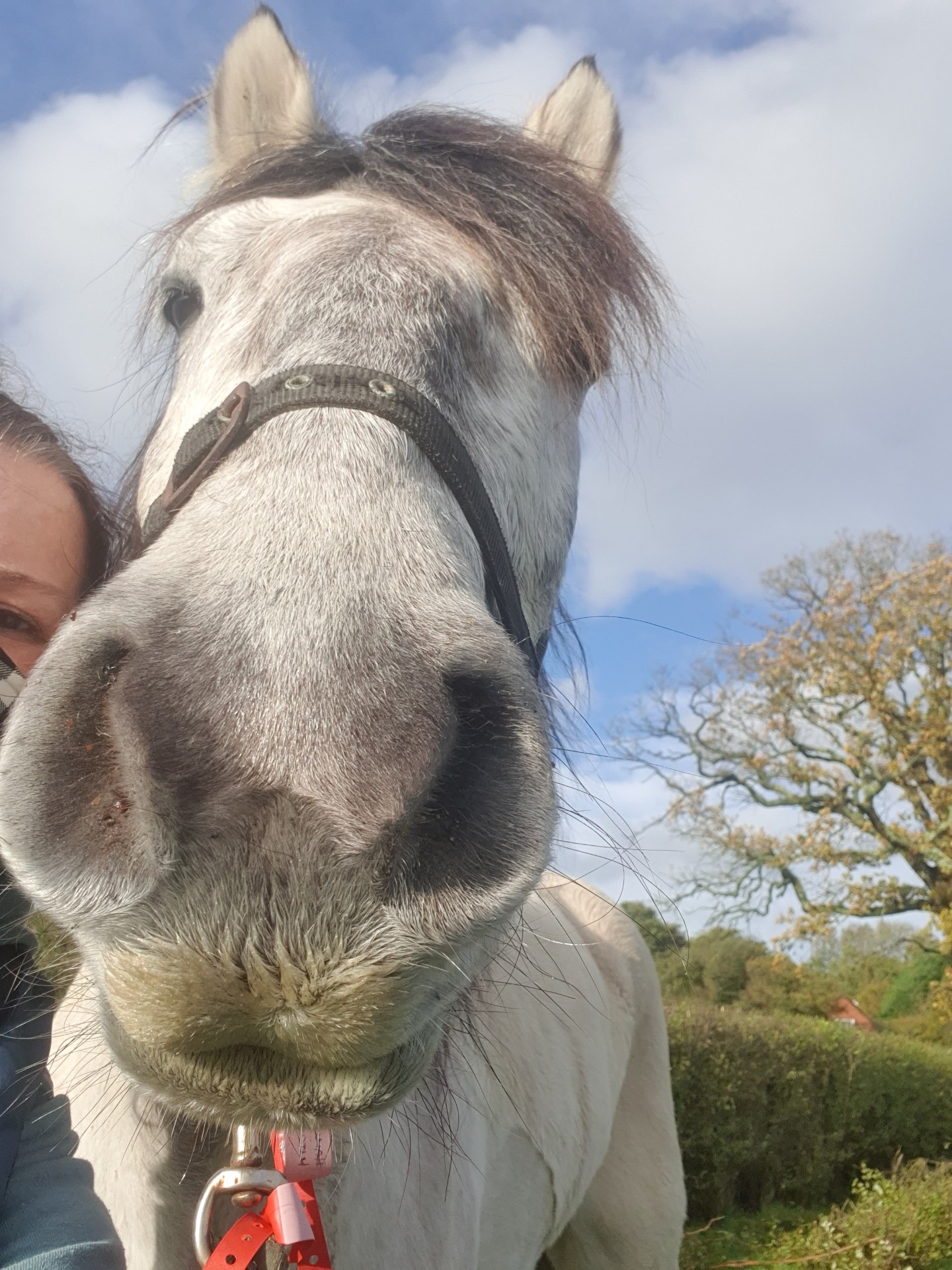 Equine Grass Sickness Fund