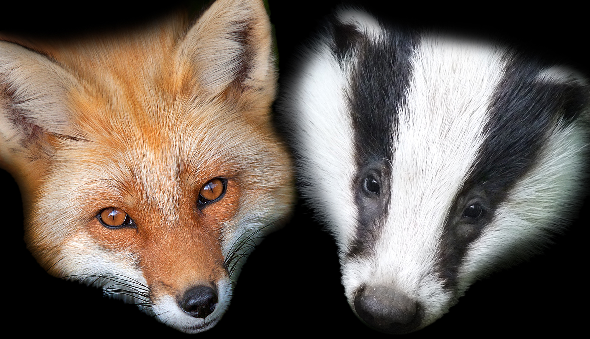 FoxAndBadge