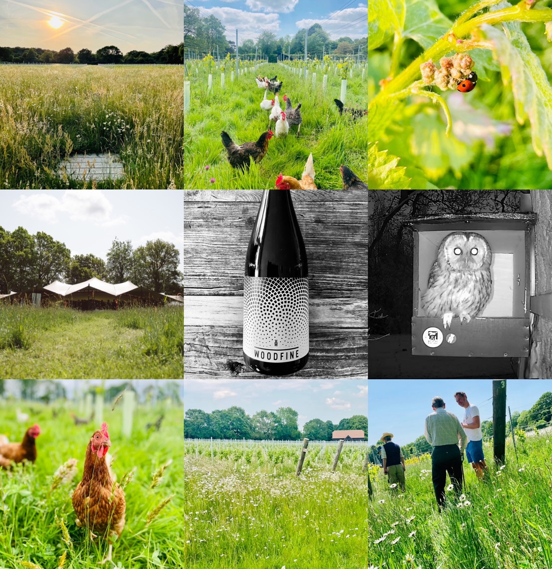 Woodfine Wine