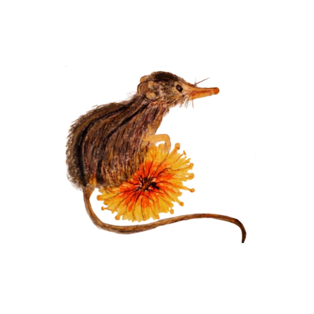 Honeysuckle Possums